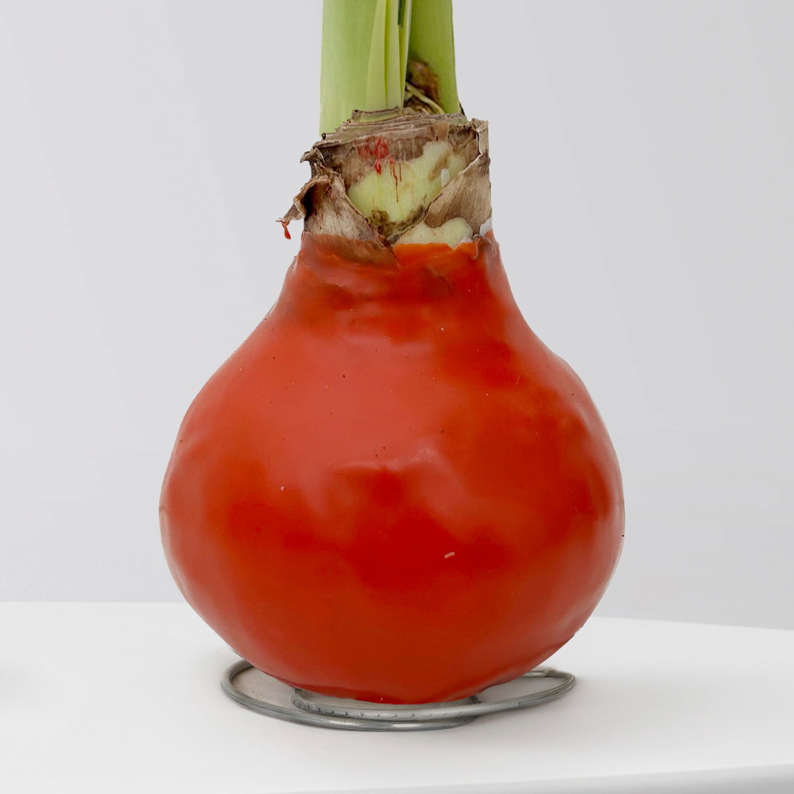 Amaryllis in Wachs, Dekor 'Indian Summer', Farbe zufällig, Blüte rot, 2 Pflanzen Amaryllis in Wachs, Dekor 'Indian Summer', Farbe zufällig, Blüte rot, 2 Pflanzen