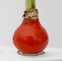 Amaryllis in Wachs, Dekor 'Indian Summer', Farbe zufällig, Blüte rot, 2 Pflanzen Amaryllis in Wachs, Dekor 'Indian Summer', Farbe zufällig, Blüte rot, 2 Pflanzen