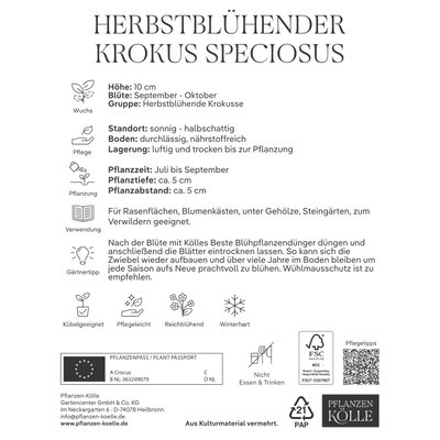 Kölles Beste Herbstblühender Krokus 'Speciosus', 15 Krokuszwiebeln Kölles Beste Herbstblühender Krokus 'Speciosus', 15 Krokuszwiebeln