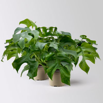 Monstera minima, Topf-Ø12 cm, 2 Stück Monstera minima, Topf-Ø12 cm, 2 Stück