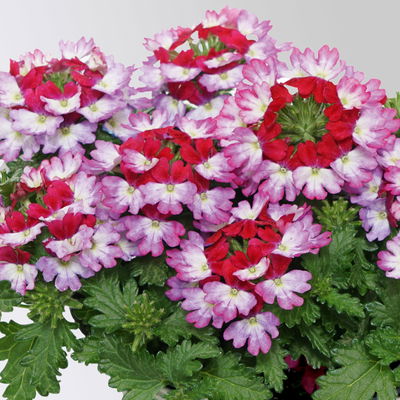 Eisenkraut, lila-rot, Topf-Ø 12 cm, 6 Pflanzen