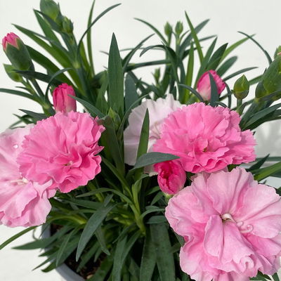 Stauden-Nelke 'I Love U', pink-rosa-weiß, Topf-Ø 11 cm, 6er-Set Stauden-Nelke 'I Love U', pink-rosa-weiß, Topf-Ø 11 cm, 6er-Set