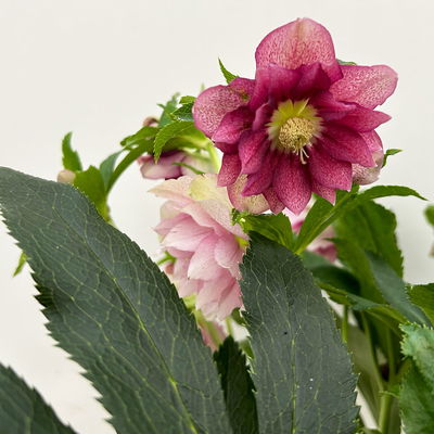 Lenzrose 'ViV® Ariana', rosa gesprenkelt, Topf-Ø 19 cm Lenzrose 'ViV® Ariana', rosa gesprenkelt, Topf-Ø 19 cm