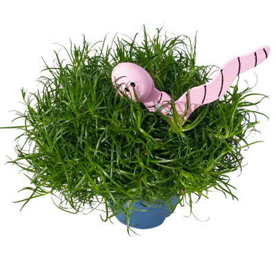 Sternmoos mit Wurmstecker, Topf-Ø 6 cm, 12er-Set Sternmoos mit Wurmstecker, Topf-Ø 6 cm, 12er-Set