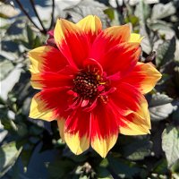 Dahlie 'Gardenetta® Red Yellow' rot-gelb, Topf- Ø 21 cm