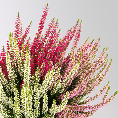Calluna Trio 'Ametie', weiß-rosa-rot, Topf-Ø 11 cm, 6 Pflanzen Calluna Trio 'Ametie', weiß-rosa-rot, Topf-Ø 11 cm, 6 Pflanzen