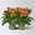 Kalanchoe 'Queen'®, orange, Topf-Ø 14 cm, 2 Pflanzen Kalanchoe 'Queen'®, orange, Topf-Ø 14 cm, 2 Pflanzen
