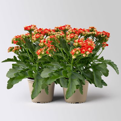 Kalanchoe 'Queen'®, orange, Topf-Ø 14 cm, 2 Pflanzen