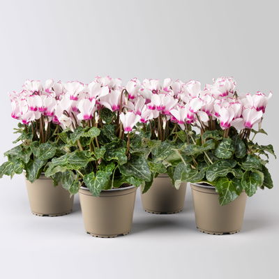 Alpenveilchen 'Exclusive® Victoria' weiss/rosa, Topf-Ø 10,5 cm, 4 Pflanzen