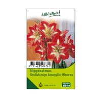Großblumige Amaryllis Minerva rot/weiß, 1 Blumenzwiebel