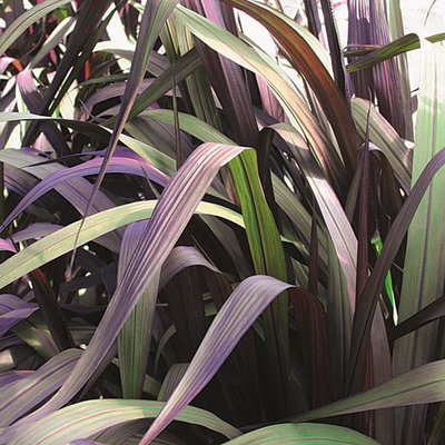 Lampenputzergras 'Vertigo',dunkellaubig, Topf-Ø 19 cm, 2 Stück Lampenputzergras 'Vertigo',dunkellaubig, Topf-Ø 19 cm, 2 Stück