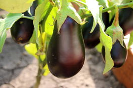 Auberginen Auberginen