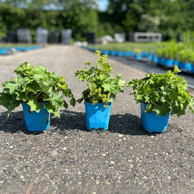 Frauenmantel, grün-gelb, Topf 11x11 cm, 3 Pflanzen Frauenmantel, grün-gelb, Topf 11x11 cm, 3 Pflanzen