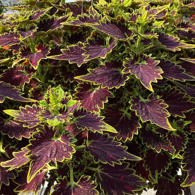 Buntnessel 'Bourbon Street' dunkelrot-grün, Topf -Ø 12 cm, 6 Pflanzen