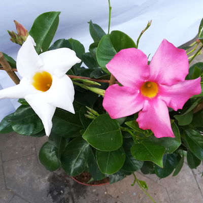 Dipladenie 'Duo', rosa-weiß, Spalier, Topf-Ø 17 cm, Höhe ca. 50 cm