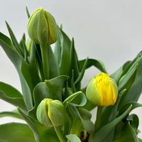 Tulpe, gelb, gefüllt, vorgetrieben, Topf-Ø 15 cm, 3 Pflanzen Tulpe, gelb, gefüllt, vorgetrieben, Topf-Ø 15 cm, 3 Pflanzen