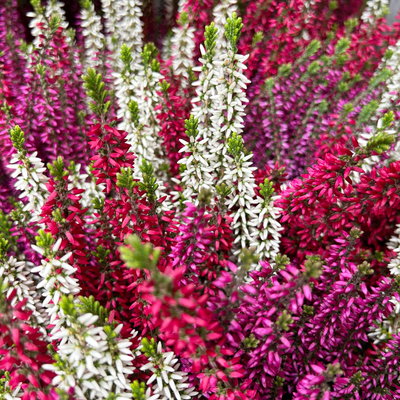 Calluna 'Beauty Ladies® Milca-Trio', lila-rot-weiß, Topf-Ø 11 cm, 6 Pflanzen Calluna 'Beauty Ladies® Milca-Trio', lila-rot-weiß, Topf-Ø 11 cm, 6 Pflanzen