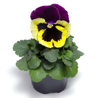 Stiefmütterchen zweifarbig Sorte nach Verfügbarkeit, Topf-Ø 12 cm, 6er-Set