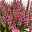 Herbstpflanzenset 'Indian Summer' rot-lila-orange, Topf-Ø 10,5 cm Ø, 6er-Set