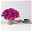 Petunien 'Fuchsia Ray™' magenta, hängend, Topf-Ø 13 cm, 6er-Set