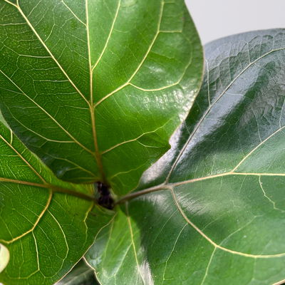 Geigenfeige 'Tibaco', 3er-Tuff, Topf-Ø 17 cm, Höhe ca. 50-60 cm Geigenfeige 'Tibaco', 3er-Tuff, Topf-Ø 17 cm, Höhe ca. 50-60 cm