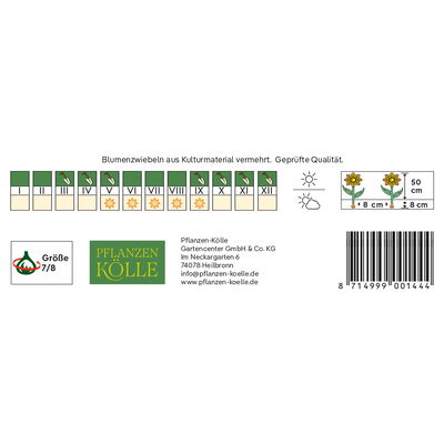 Holländische Iris, blau, 20 Blumenzwiebeln