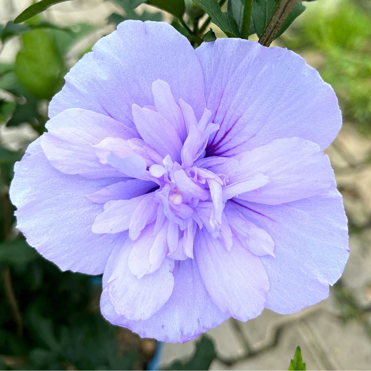 Duo-Gartenhibiskus 'Blue Chiffon®' und 'Pink Chiffon®', blau + pink, 5 lt. Topf