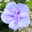 Duo-Gartenhibiskus 'Blue Chiffon®' und 'Pink Chiffon®', blau + pink, 5 lt. Topf