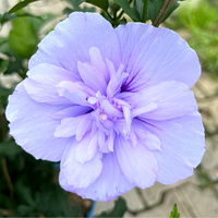 Duo-Gartenhibiskus 'Blue Chiffon®' und 'Pink Chiffon®', blau + pink, 5 lt. Topf