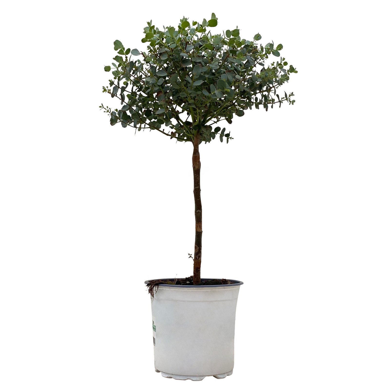 Eukalyptus, Stamm, Topf-Ø 15 cm, Höhe ca. 40 cm