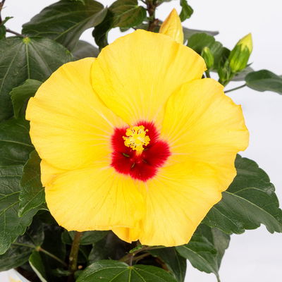 Hibiskus, gelb, mit Keramiktopf Dallas weiß, Topf-Ø 13 cm, 2 Pflanzen
