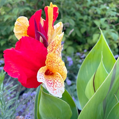 Canna 'Cleopatra', gelb-rot, Topf-Ø 17 cm, 2 Pflanzen Canna 'Cleopatra', gelb-rot, Topf-Ø 17 cm, 2 Pflanzen