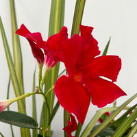 Mixtopf Dipladenia mit Keulenlilie, Farbe zufällig, Topf-Ø 26 cm