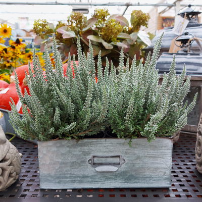 Calluna Fluffy®, silberlaubig, Topf-Ø 11 cm, 6 Pflanzen