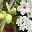 Pflanzenkreation Mediterranes Flair weiß, groß, 6 Pflanzen inkl. Erde & Dünger