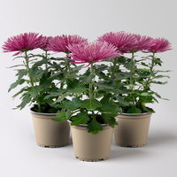 Chrysantheme 'Anastasia' lila, großblumig, Topf-Ø 13 cm, 3 Stück