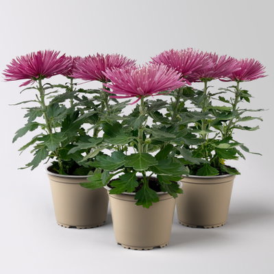 Chrysantheme 'Anastasia', lila, großblumig, Topf-Ø 13 cm, 3 Pflanzen Chrysantheme 'Anastasia', lila, großblumig, Topf-Ø 13 cm, 3 Pflanzen