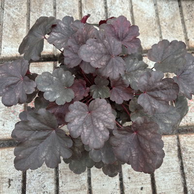 Bio Purpurglöckchen 'Starry Night', dunkel purpurn, Topf-Ø 12 cm, 3 Pflanzen