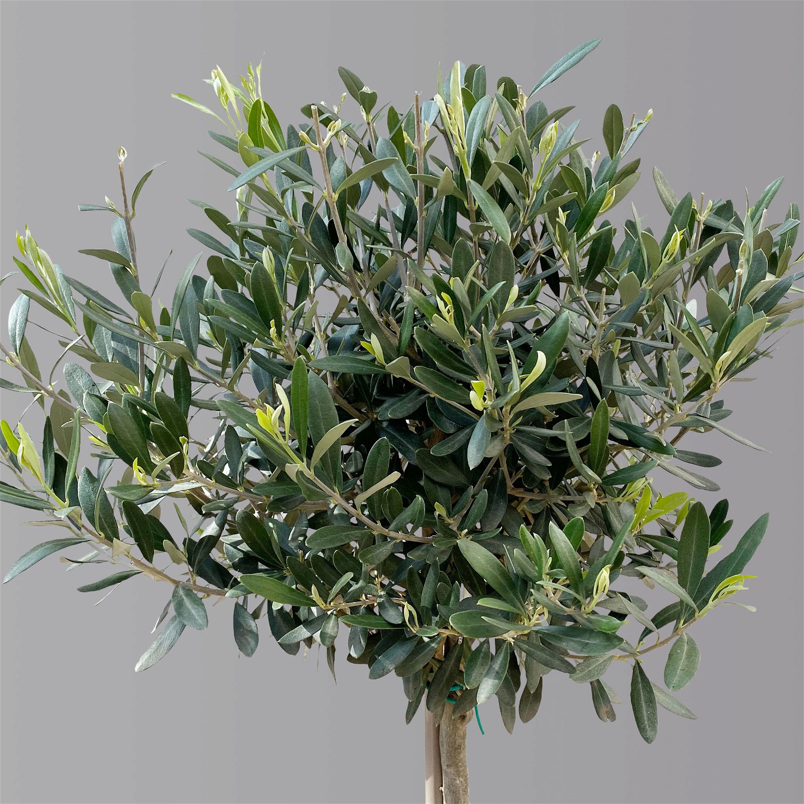 Olivenbaum, Stämmchen, Topf-Ø 24 cm, Höhe ca. 140 cm
