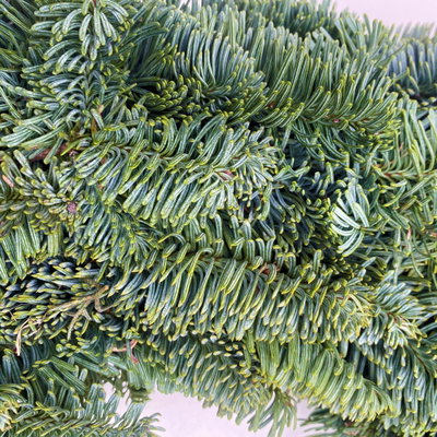 Adventskranz, Nobilistanne, halbrund gebunden, ca. 50 cm Ø Adventskranz, Nobilistanne, halbrund gebunden, ca. 50 cm Ø