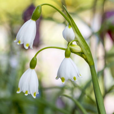 Sommerknotenblume weiß, Topf-Ø 15 cm, 2er-Set Sommerknotenblume weiß, Topf-Ø 15 cm, 2er-Set