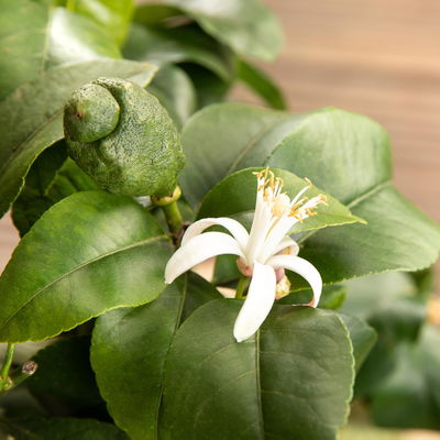 Zitronenbaum, Mini-Stamm, Topf-Ø 15 cm, Höhe ca. 40 cm Zitronenbaum, Mini-Stamm, Topf-Ø 15 cm, Höhe ca. 40 cm