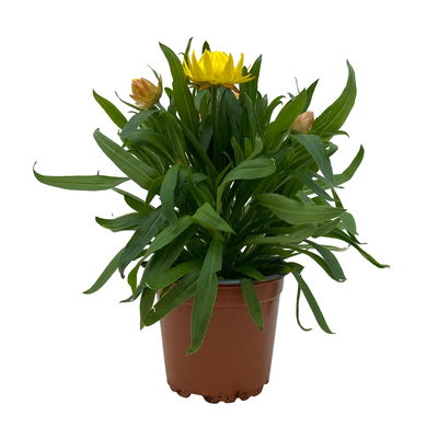 Strohblume gelb, Topf- Ø 12 cm, 6 Stück