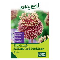 Allium Red Mohican (Zierlauch) bordeauxrot, 3 Blumenzwiebeln