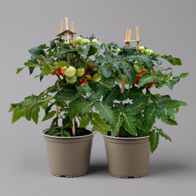 Tomatenpflanzen 'Snacker', Topf-Ø 14 cm, 2 Pflanzen