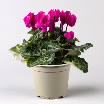 Alpenveilchen lila, Topf-Ø 10,5 cm, Höhe ca. 23 cm, 8 Pflanzen Alpenveilchen lila, Topf-Ø 10,5 cm, Höhe ca. 23 cm, 8 Pflanzen