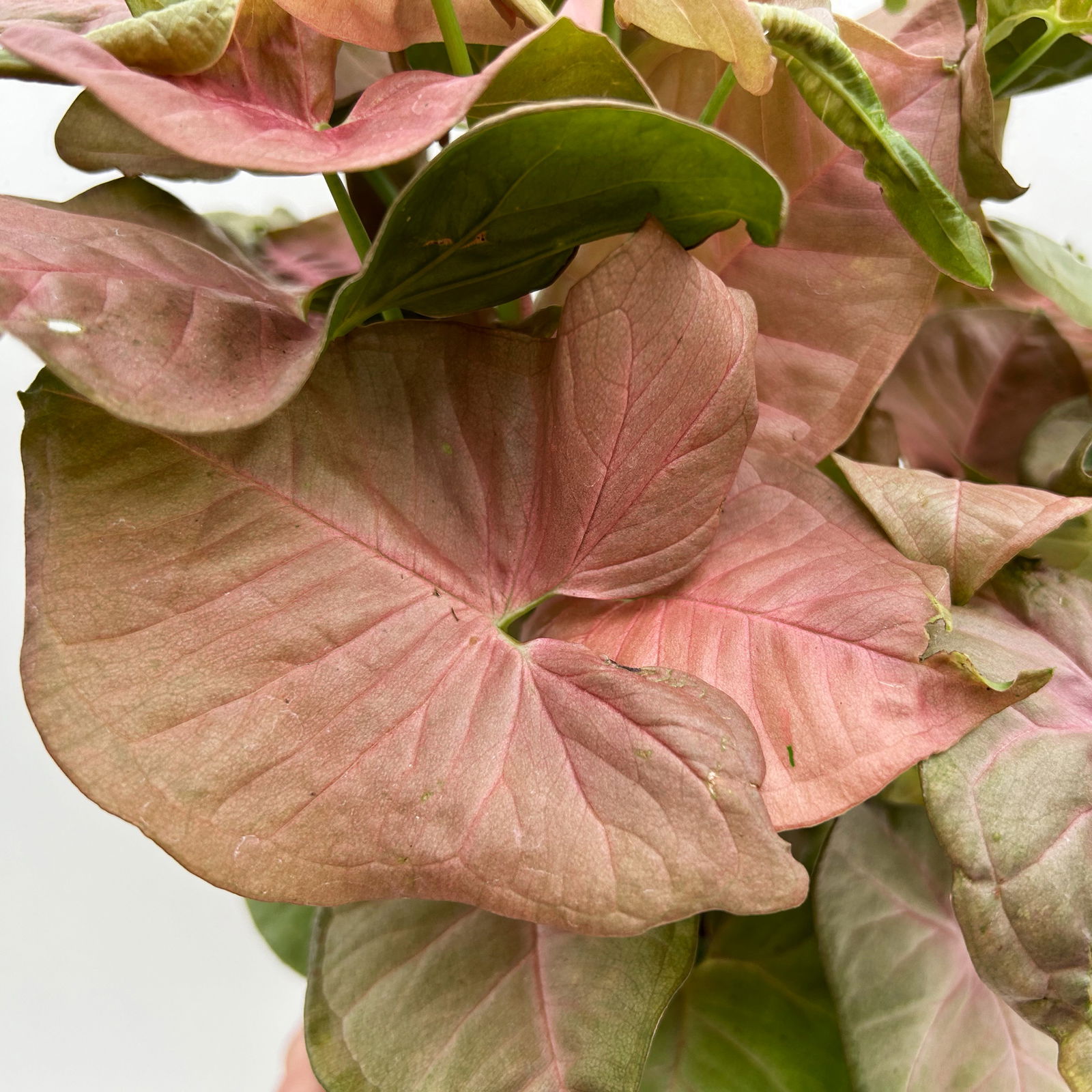 Syngonium 'Red Heart', Topf-Ø14cm, Höhe ca. 30 cm, 2 Stück