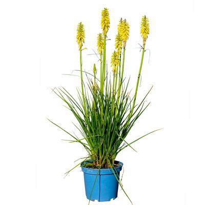 Fackellilie, Farbe zufällig, Topf-Ø ca. 19 cm