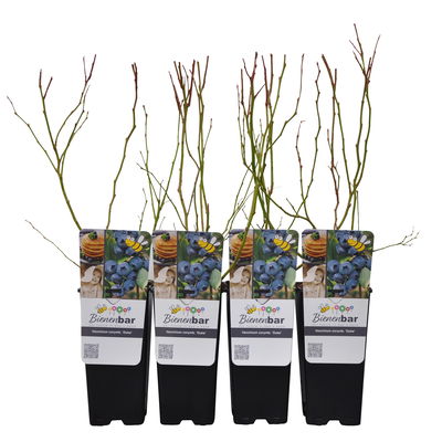 Heidelbeere 'Duke', 4er-Set, Topf je 2 Liter Heidelbeere 'Duke', 4er-Set, Topf je 2 Liter