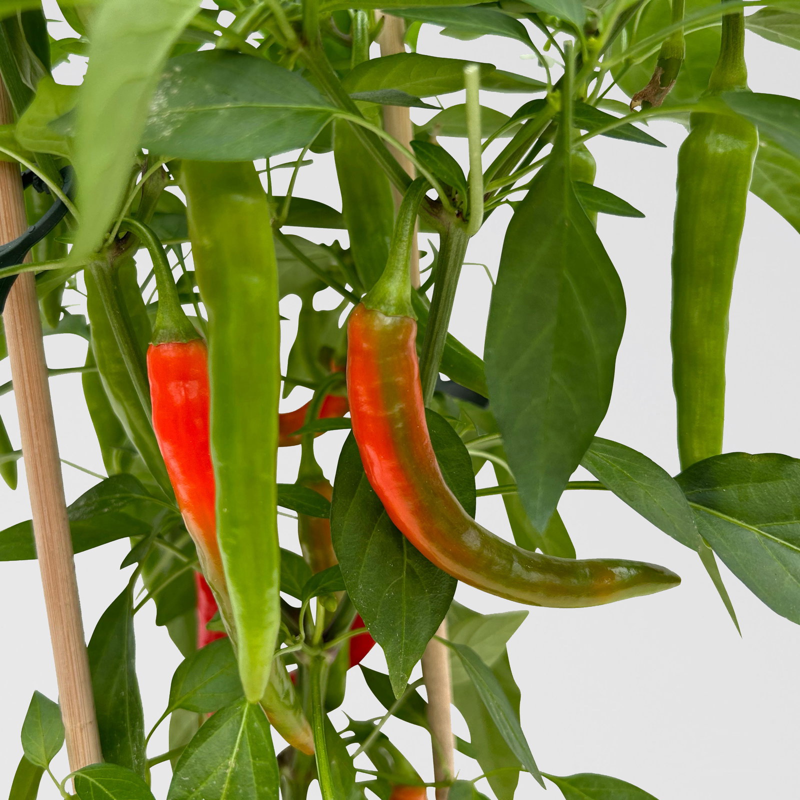 Kölle Naschgemüse Paprika Mix 'Pick-&-Joy®, Topf-Ø 14 cm, 4 Pflanzen